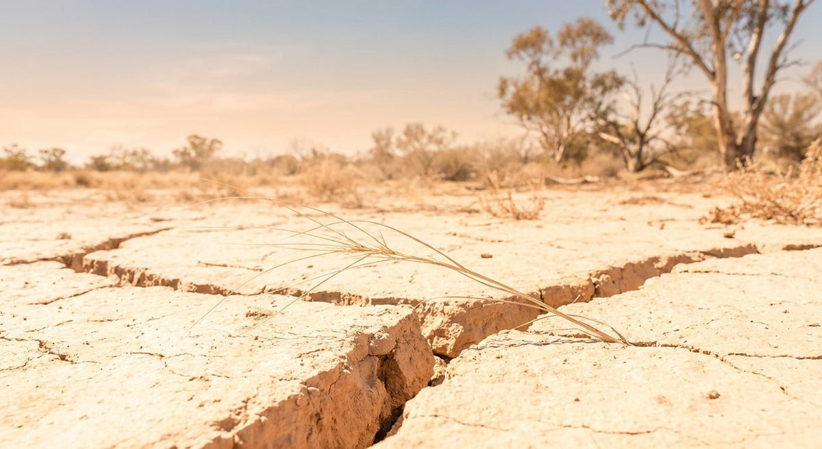 Cracked, sun-bleached earth under Australian sky with a single fragile botanical element resting on the dry surface, evoking environmental harshness and skin barrier vulnerability.